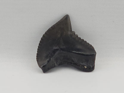 Tiger Shark(Modern) Tooth ID#93