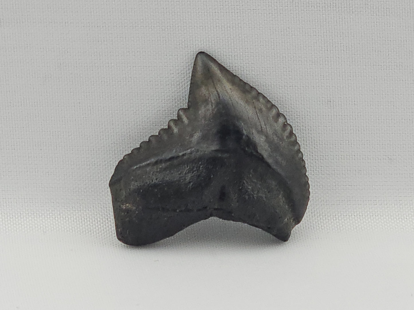 Tiger Shark(Modern) Tooth ID#93