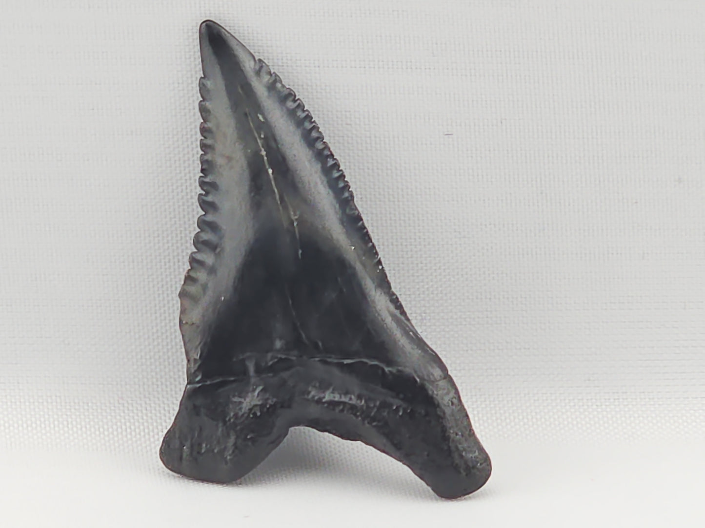 Snaggletooth Shark Top Front Tooth ID#94