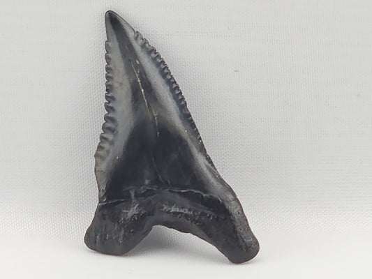 Snaggletooth Shark Top Front Tooth ID#94