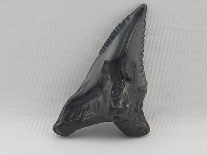 Snaggletooth Shark Top Front Tooth ID#94