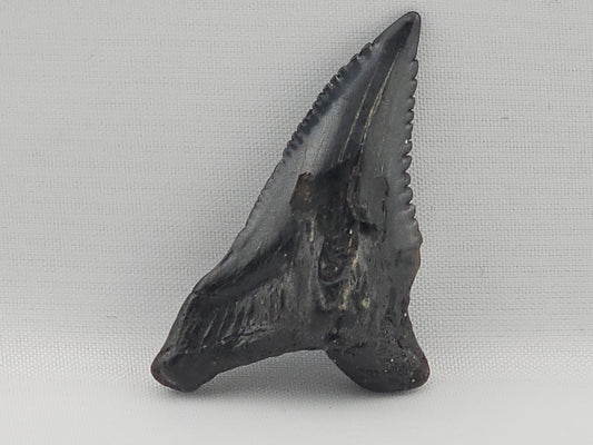 Snaggletooth Shark Top Front Tooth ID#94