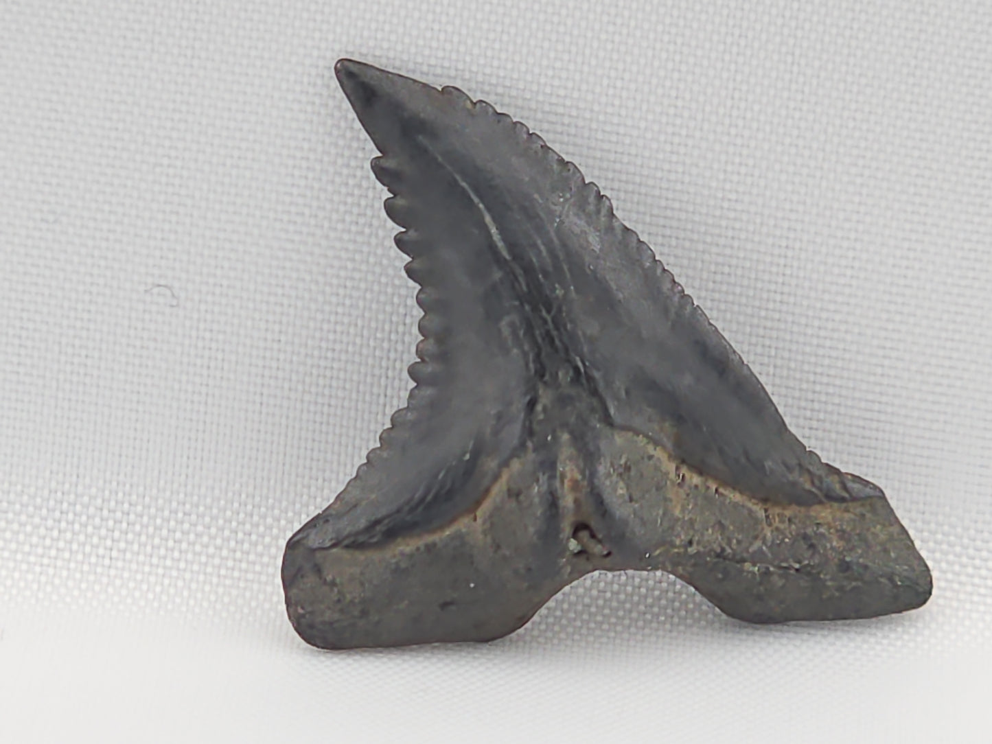 Snaggletooth Shark Bottom Rear Tooth ID#95