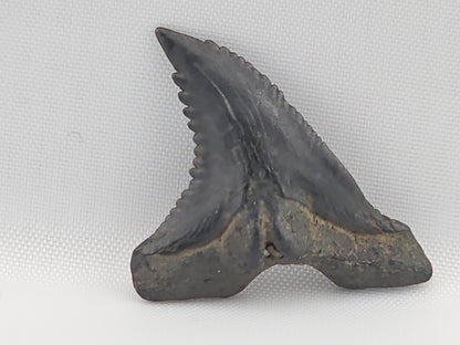 Snaggletooth Shark Bottom Rear Tooth ID#95