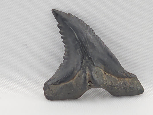 Snaggletooth Shark Bottom Rear Tooth ID#95