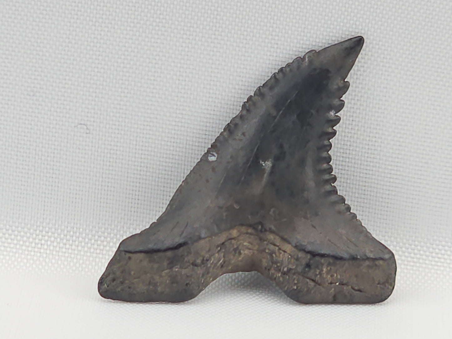 Snaggletooth Shark Bottom Rear Tooth ID#95