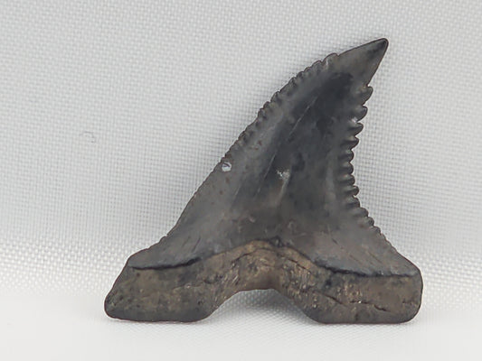 Snaggletooth Shark Bottom Rear Tooth ID#95