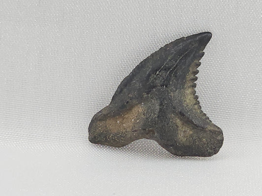 Snaggletooth Shark Bottom Rear Tooth ID#96