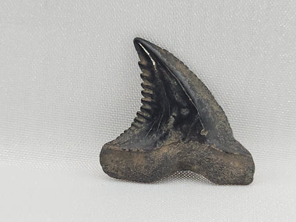 Snaggletooth Shark Bottom Rear Tooth ID#96