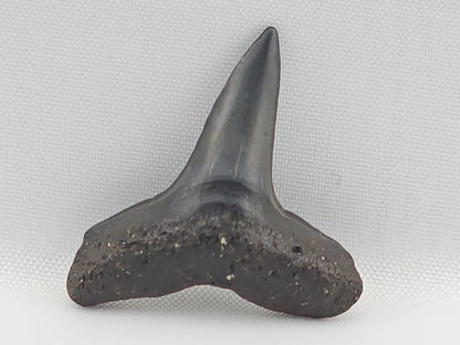 Lemon Shark Tooth ID#97