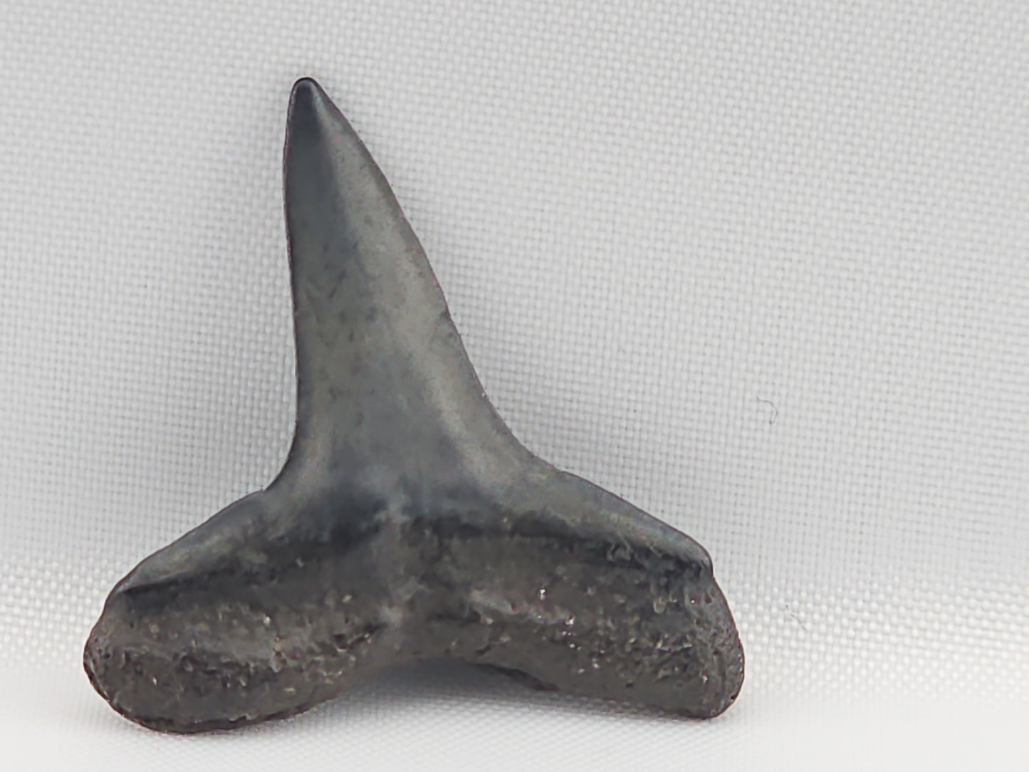 Lemon Shark Tooth ID#97