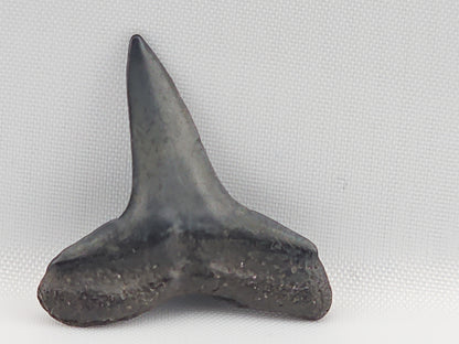 Lemon Shark Tooth ID#97