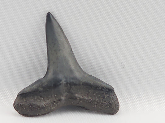 Lemon Shark Tooth ID#97