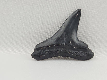 Lemon Shark Tooth ID#98