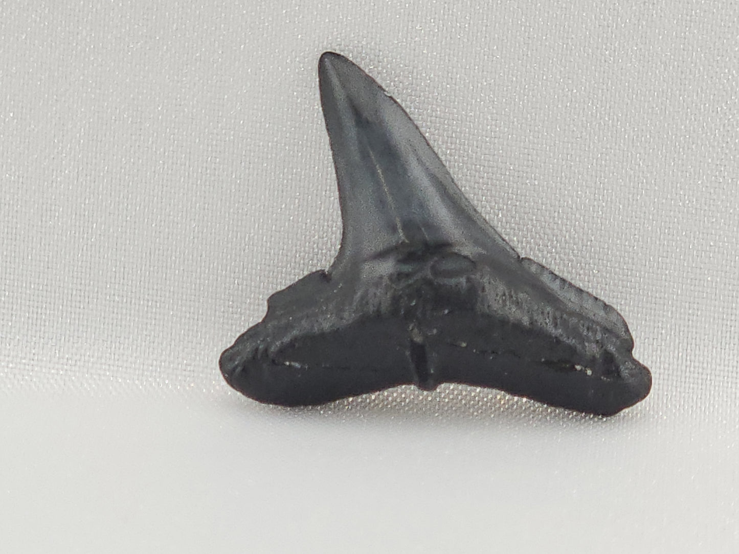 Lemon Shark Tooth ID#98