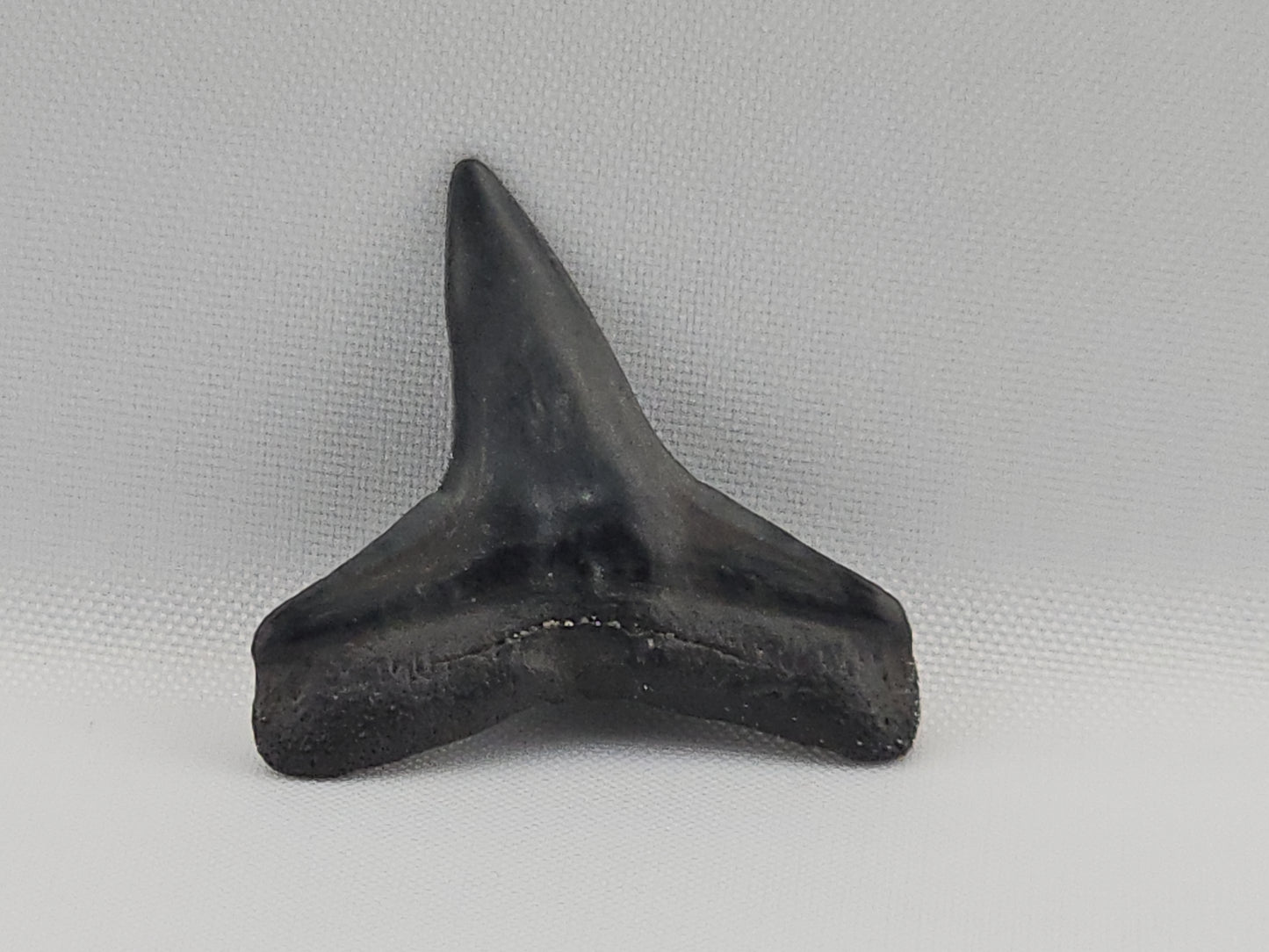 Lemon Shark Tooth ID#99
