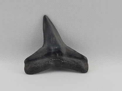 Lemon Shark Tooth ID#99
