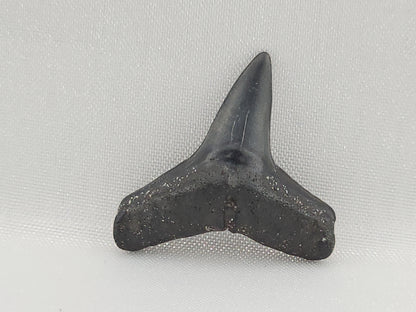 Lemon Shark Tooth ID#99