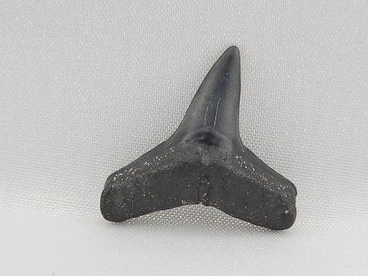Lemon Shark Tooth ID#99