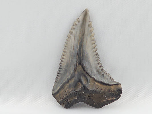 Snaggletooth Shark Top Front Tooth ID#9
