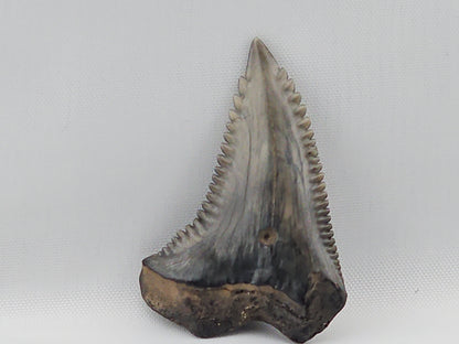 Snaggletooth Shark Top Front Tooth ID#9