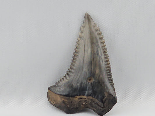 Snaggletooth Shark Top Front Tooth ID#9